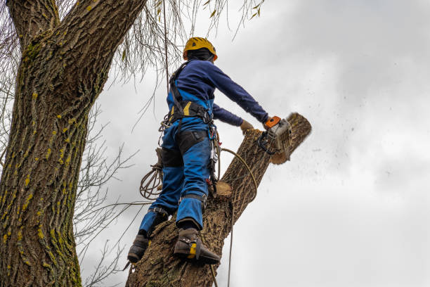 Best Tree Stump Removal  in Moorhead, MN